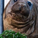 Neil the 2,200lb seal goes viral with 1.4m followers as officials warn leave him alone