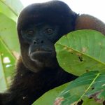 Nature: The Amazon jungle of Ecuador